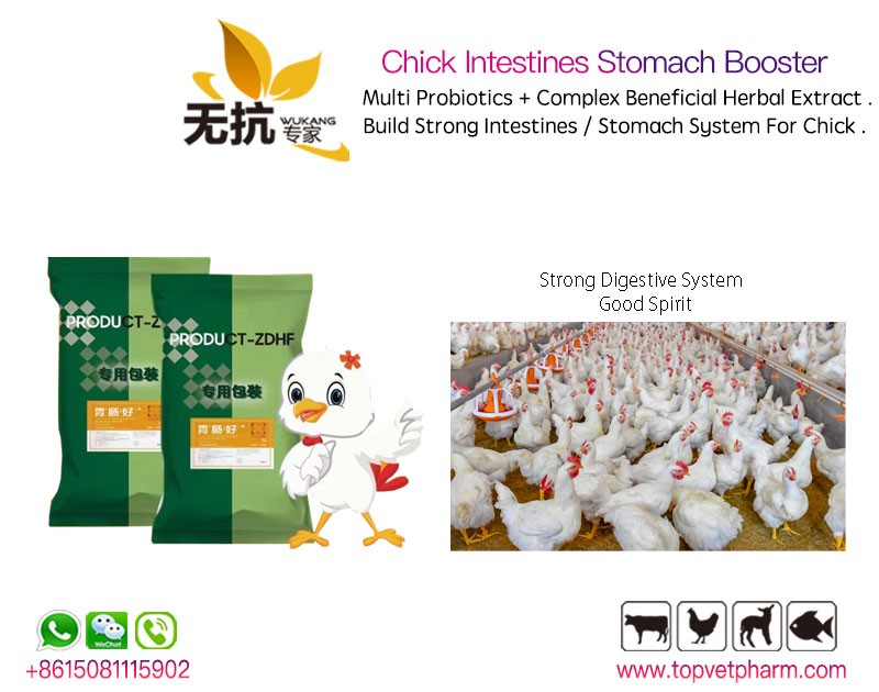 Chick Intestines Stomach Booster