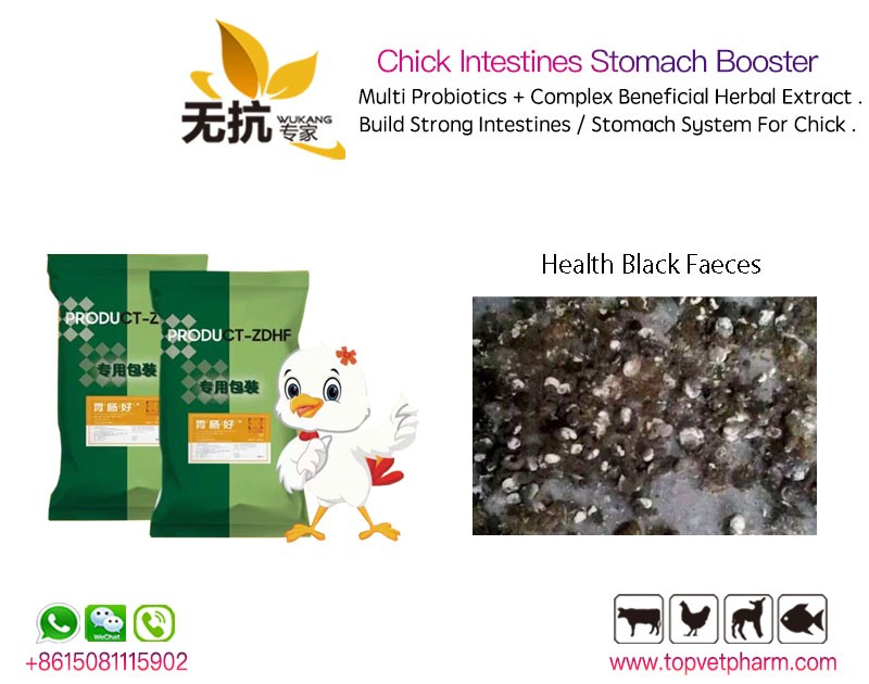 Chick Intestines Stomach Booster