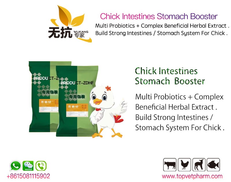 Chick Intestines Stomach Booster