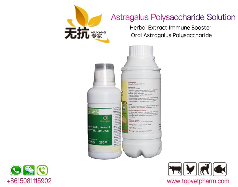 Astragalus Polysaccharide  Oral Solution