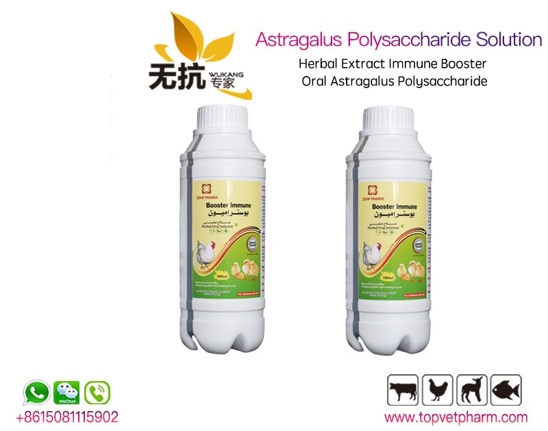 Astragalus Polysaccharide  Oral Solution