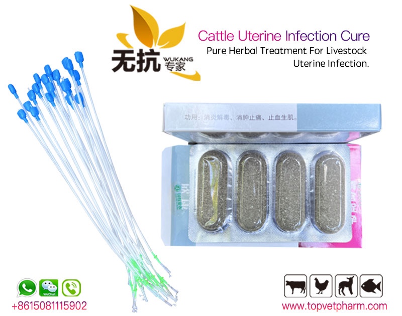 Uterine Infection Cure