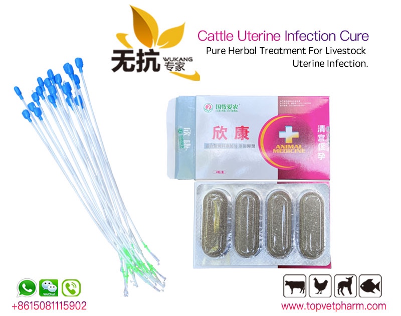 Uterine Infection Cure