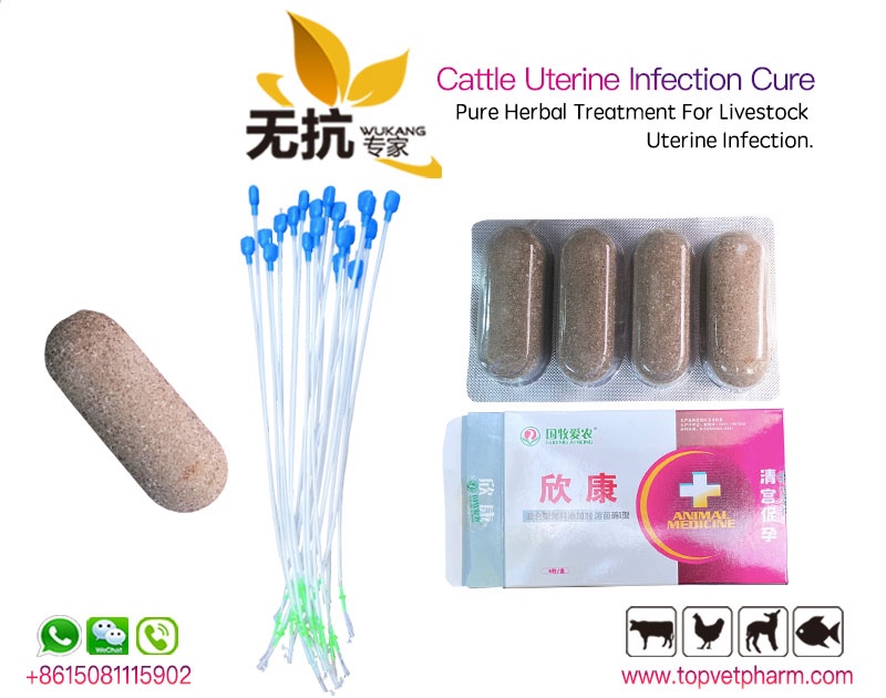 Uterine Infection Cure