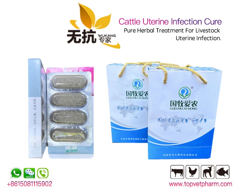 Uterine Infection Cure