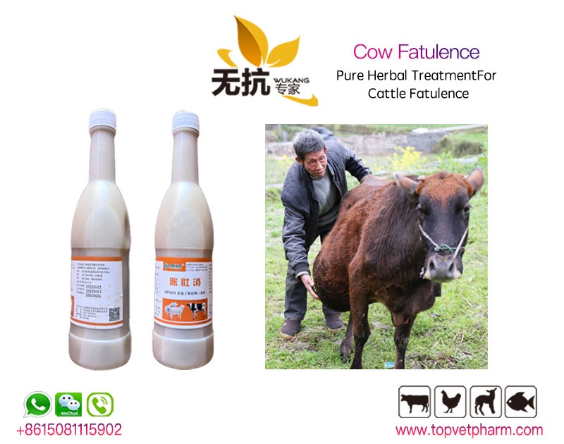 Pure Herbal Extract Liquid Combat Flatulence In Livestock