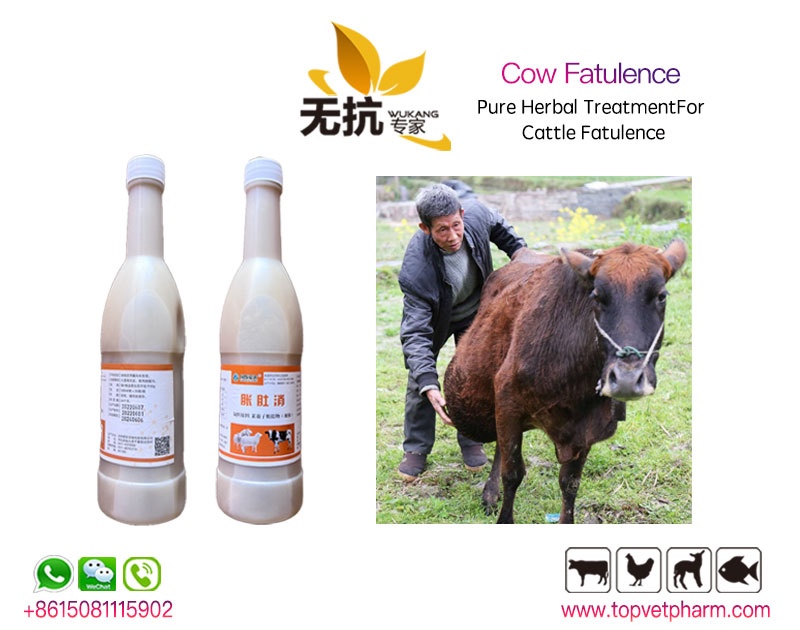 Livestock Cattle Sheep Flatulence Medicine