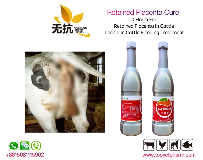 Retained Placenta Cure