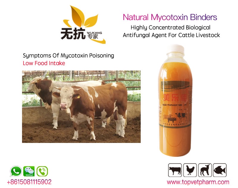 Natural Mycotoxin Binders