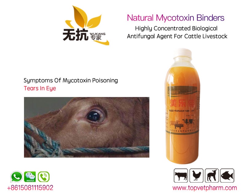 Natural Mycotoxin Binders