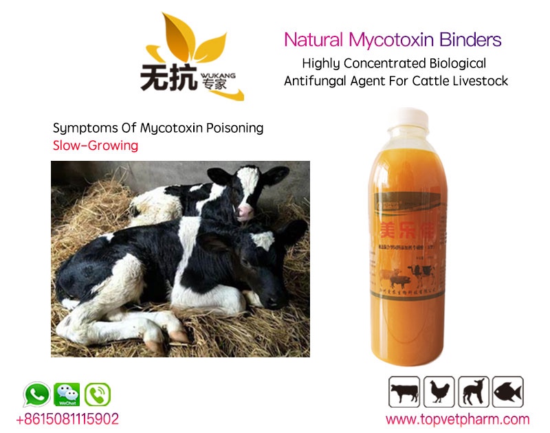 Natural Mycotoxin Binders