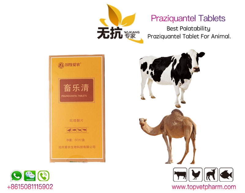 Praziquantel Tablet