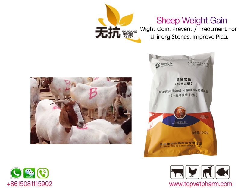 Sheep Weight Gain (Anti-Urinary Stones Type)