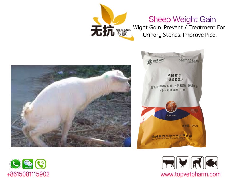 Sheep Weight Gain (Anti-Urinary Stones Type)