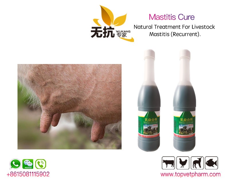 Mastitis Cure