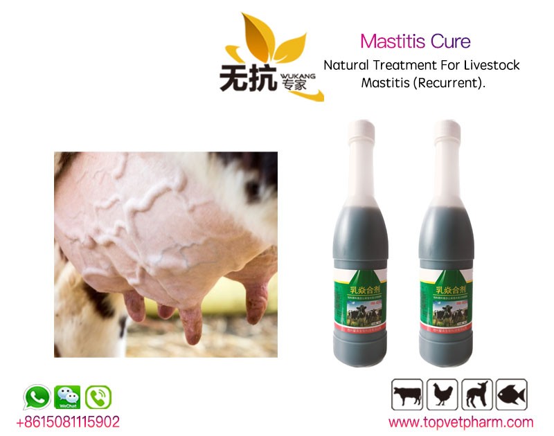 Mastitis Cure