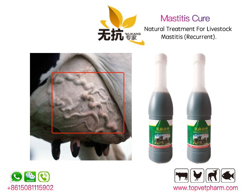 Mastitis Cure