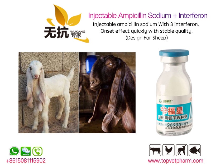 Injectable Ampicillin Sodium + Interferon