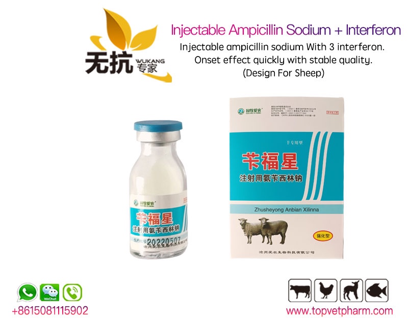 Injectable Ampicillin Sodium + Interferon