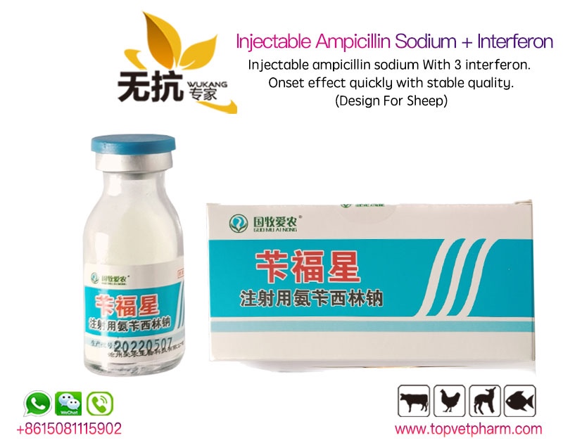 Injectable Ampicillin Sodium + Interferon