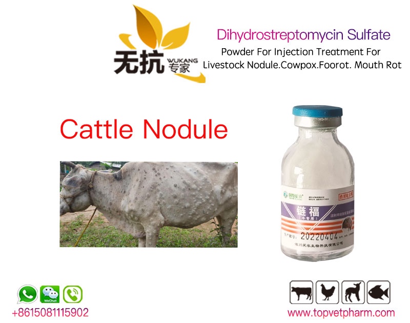 Dihydrostreptomycin Sulfate Powder For Injection