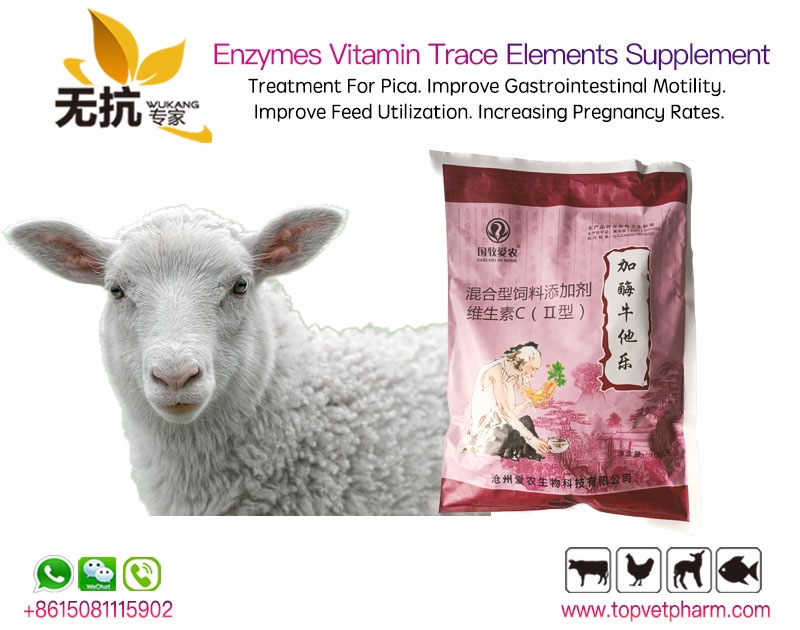 Enzymes Vitamin Trace Elements Supplement