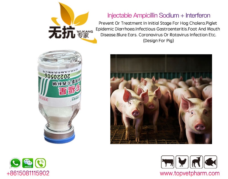 Injectable Ampicillin Sodium + Interferon (Pig)