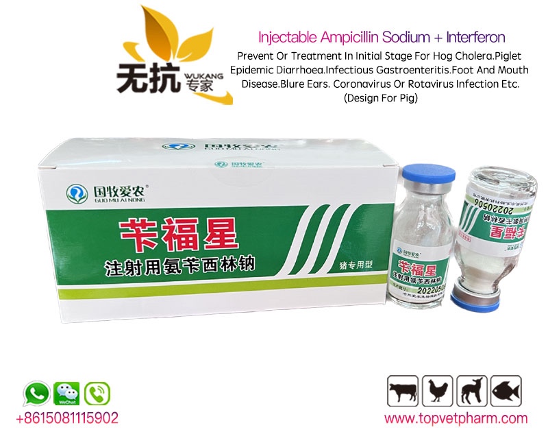 Injectable Ampicillin Sodium + Interferon (Pig)