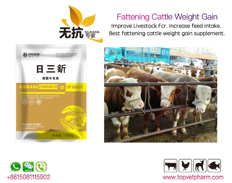 Fattening Cattle Weight Gain