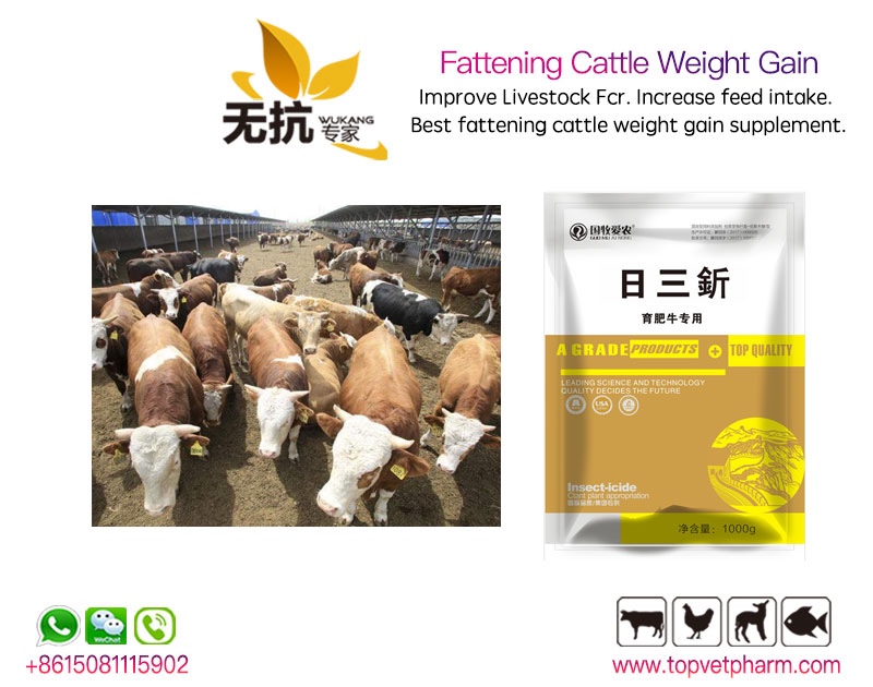 Fattening Cattle Weight Gain