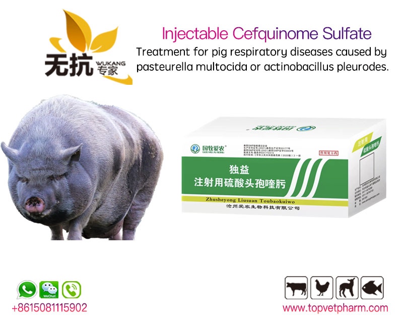 Injectable Cefquinome Sulfate