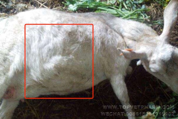 Cattle Sheep Calf Bloat Reason Symptom.