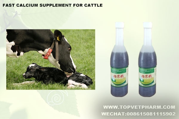 How To Choose Suit Calcium For Your Cow ?