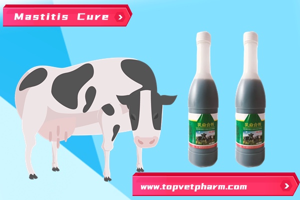 Mastitis In Dairy Cows  -  Reason . Symptoms. Prevention. Treatment.