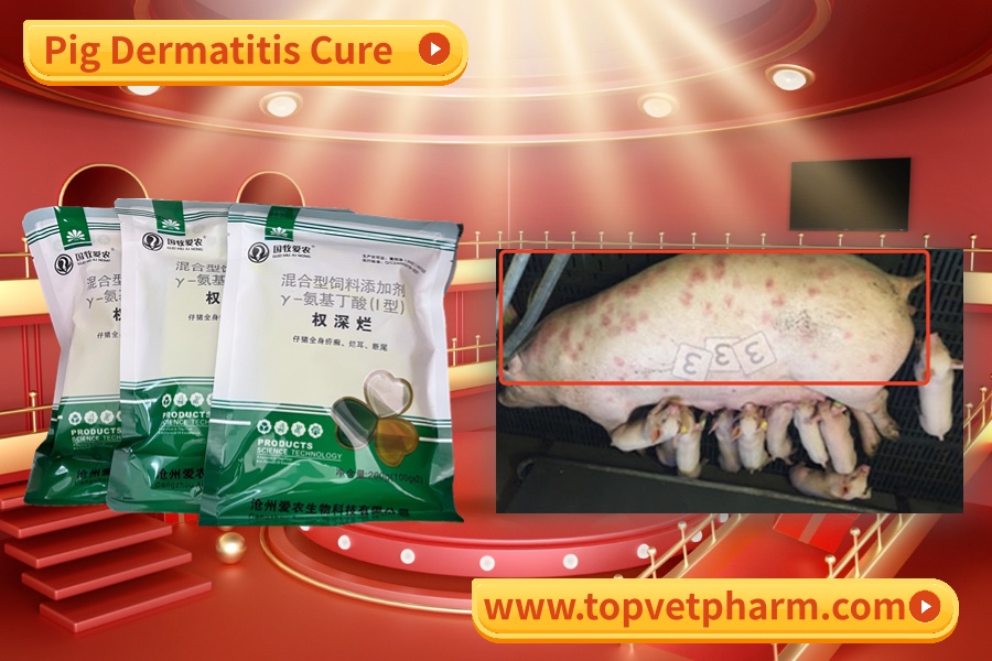 How to treat my pig dermatitis ??