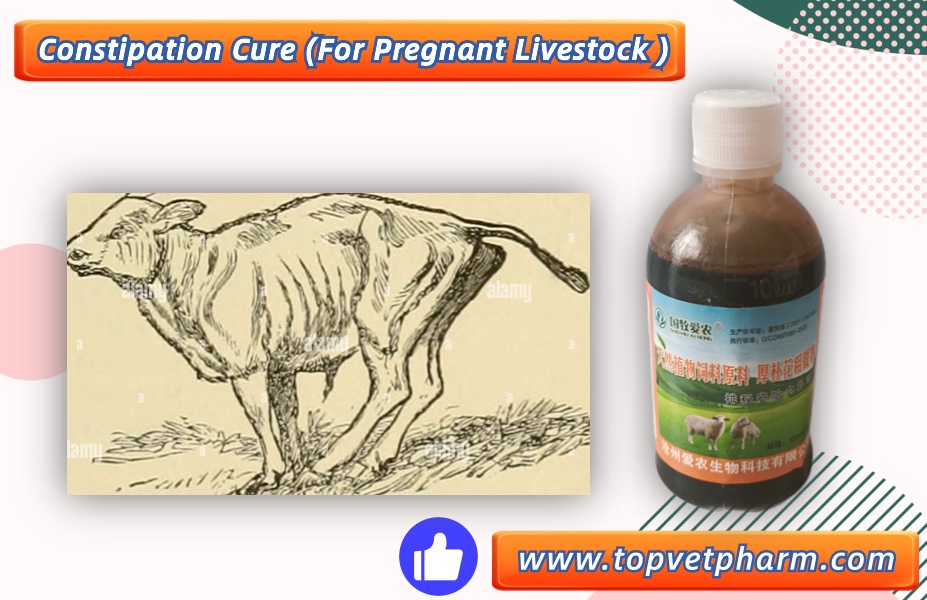 what is the  symptom of Pregnant livestock constipation and treatment ??